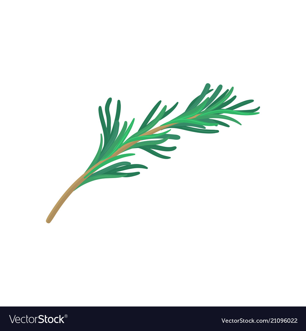 Green sprig of tarragon natural product flat Vector Image