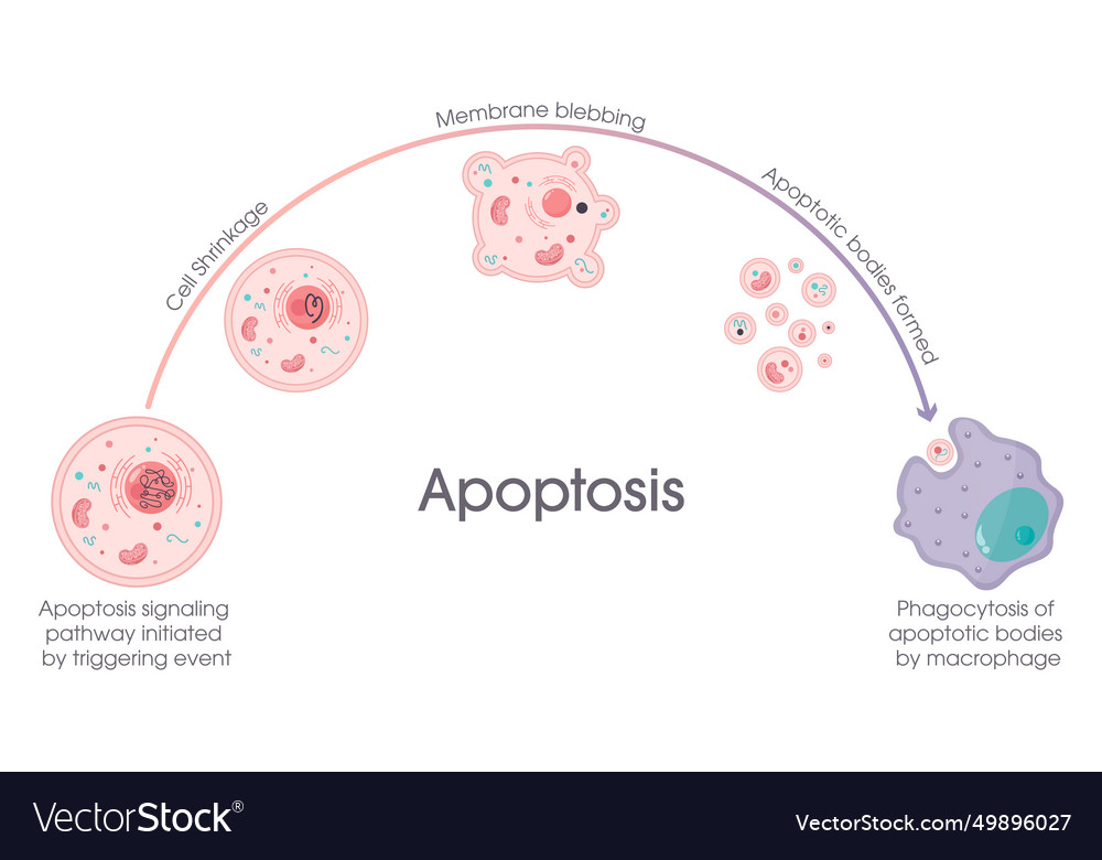 Apoptosis cell death Royalty Free Vector Image