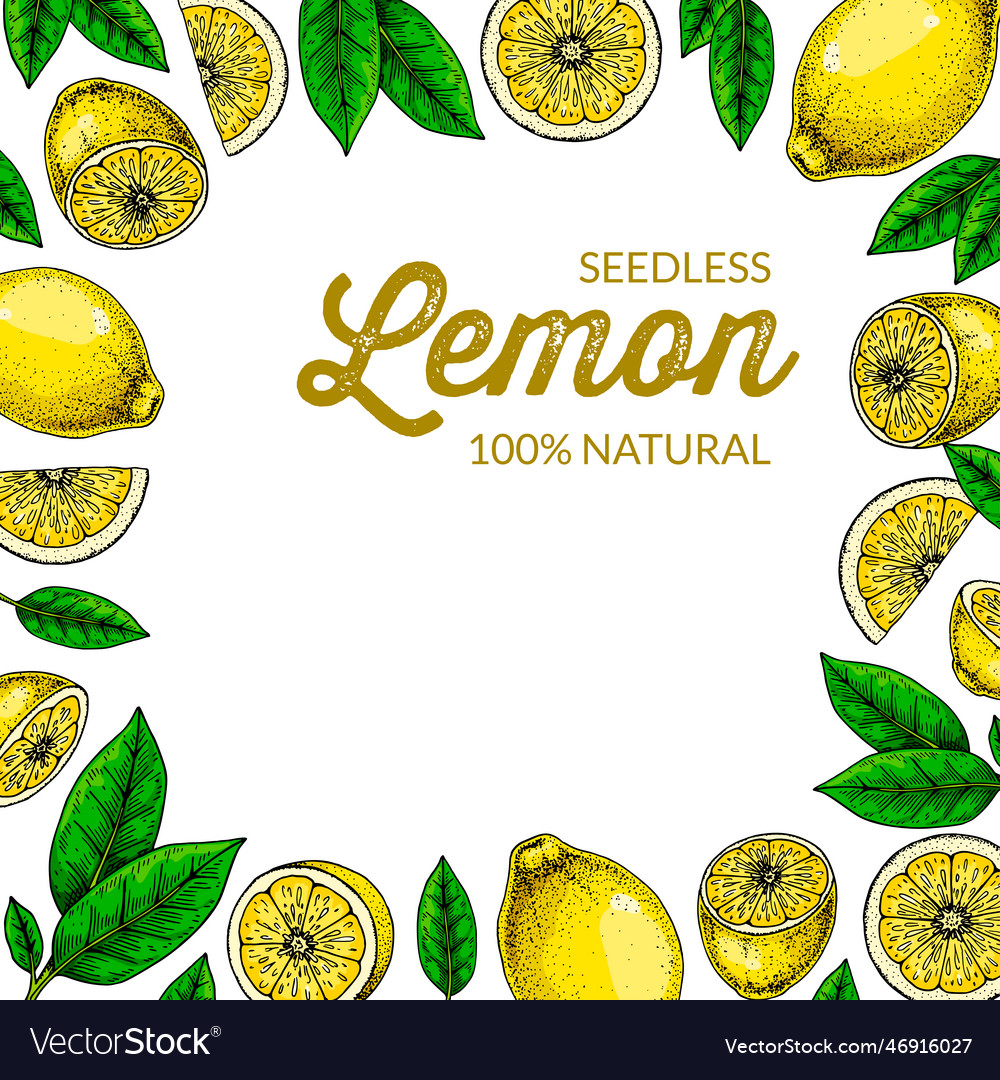 Lemon square background colorful in sketch style Vector Image Lemon square background colorful in sketch style