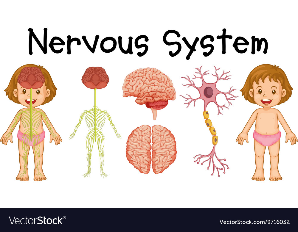 Nervous system of little girl Royalty Free Vector Image