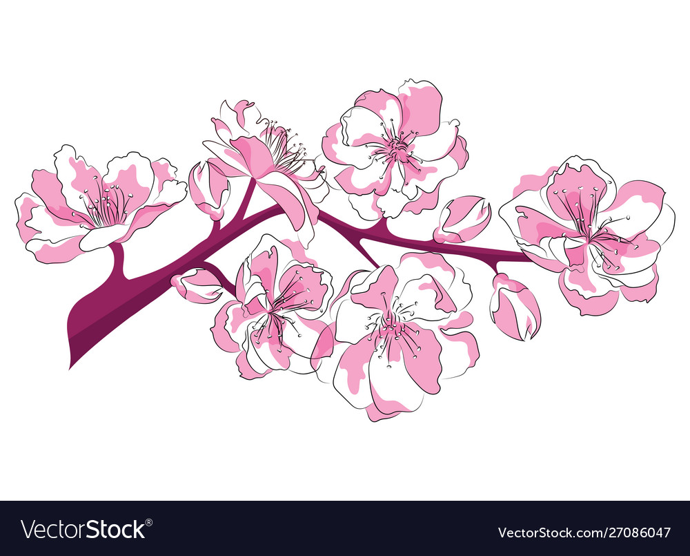 Cartoon branch cherry blossoms of Royalty Free Vector Image