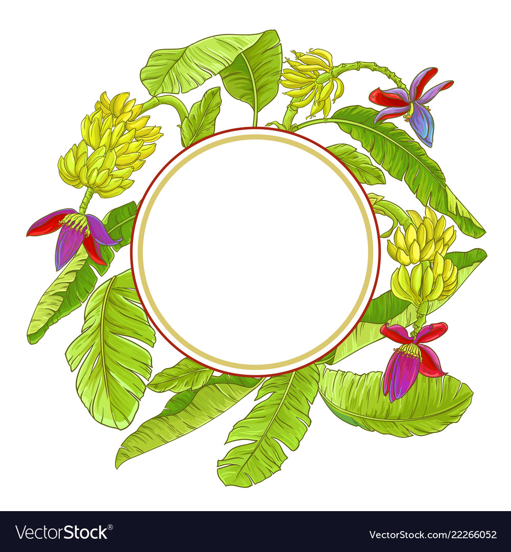 Banana frame Royalty Free Vector Image VectorStock