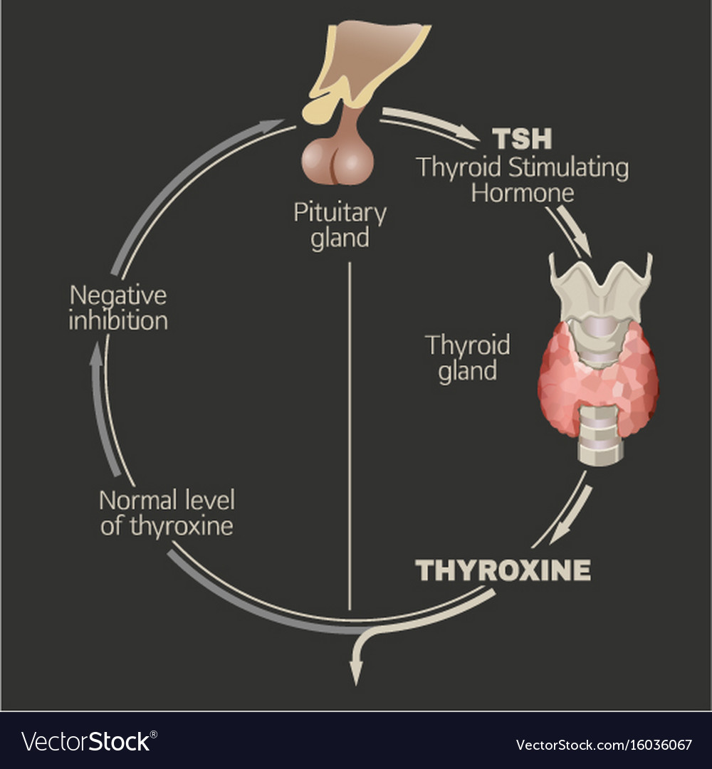 Thyroid system image