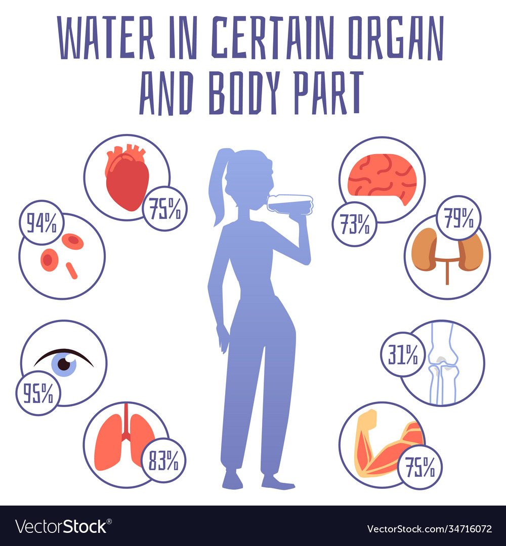 water-in-certain-organ-and-body-part-infographic-vector-image