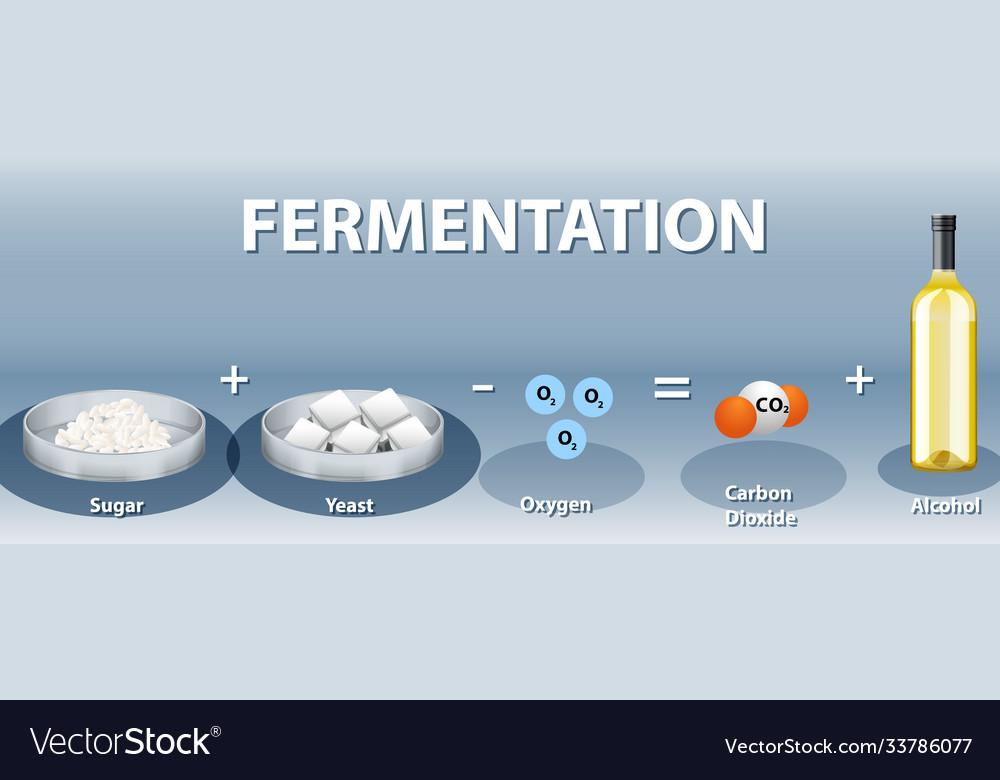 Alcoholic fermentation chemical equation Vector Image - Alcoholic Fermentation Chemical Equation Vector 33786077