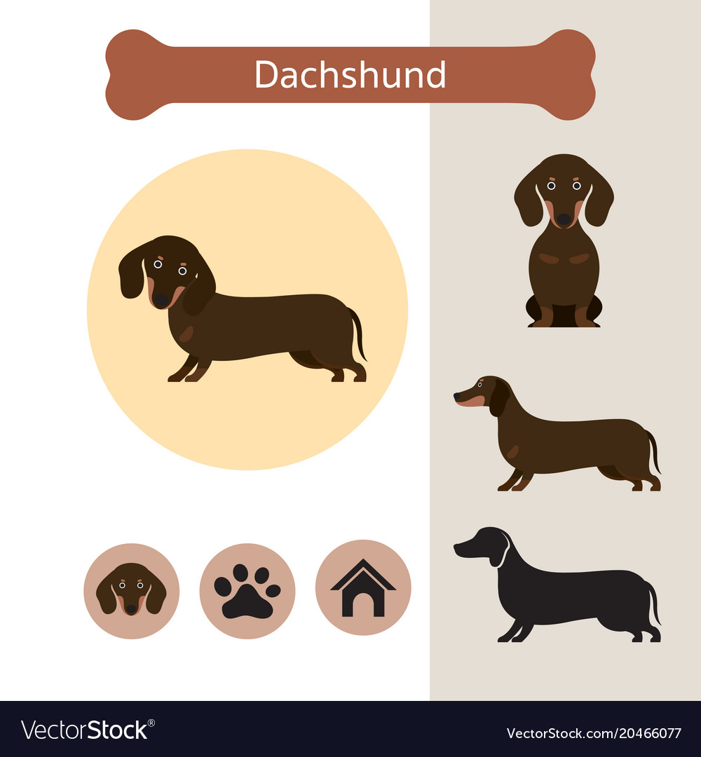 Dachshund dog breed infographic Royalty Free Vector Image