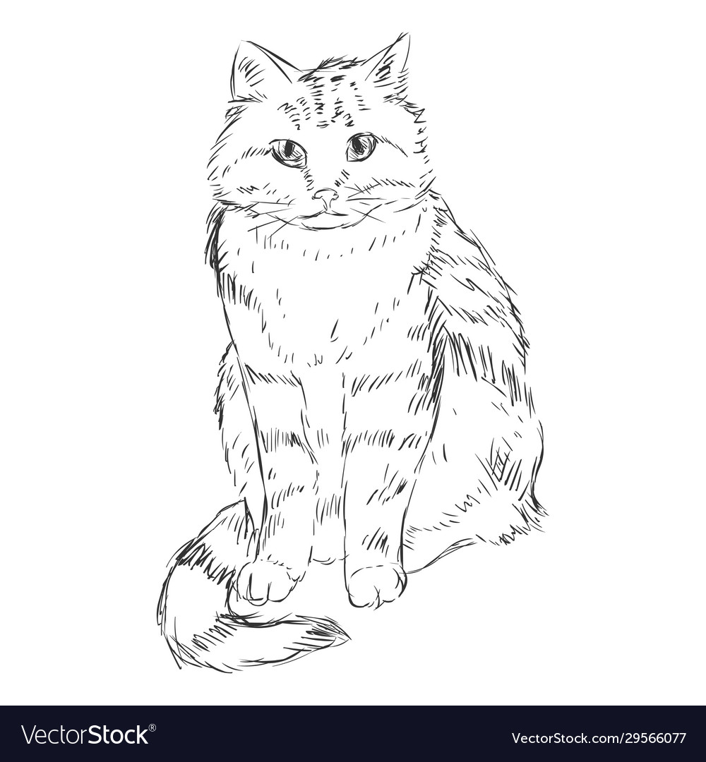 Sketch cat