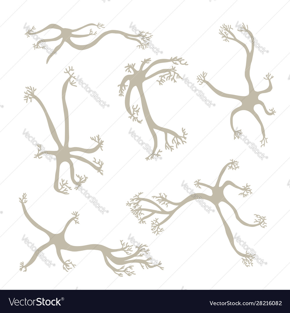 Neuron cells simple design vector image Neuron cells simple design