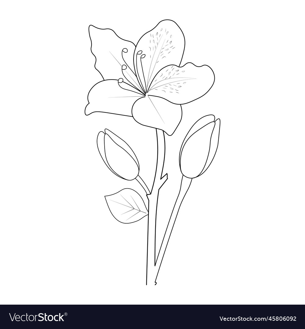 Azalea flower drawing sketch art coloring pages Vector Image