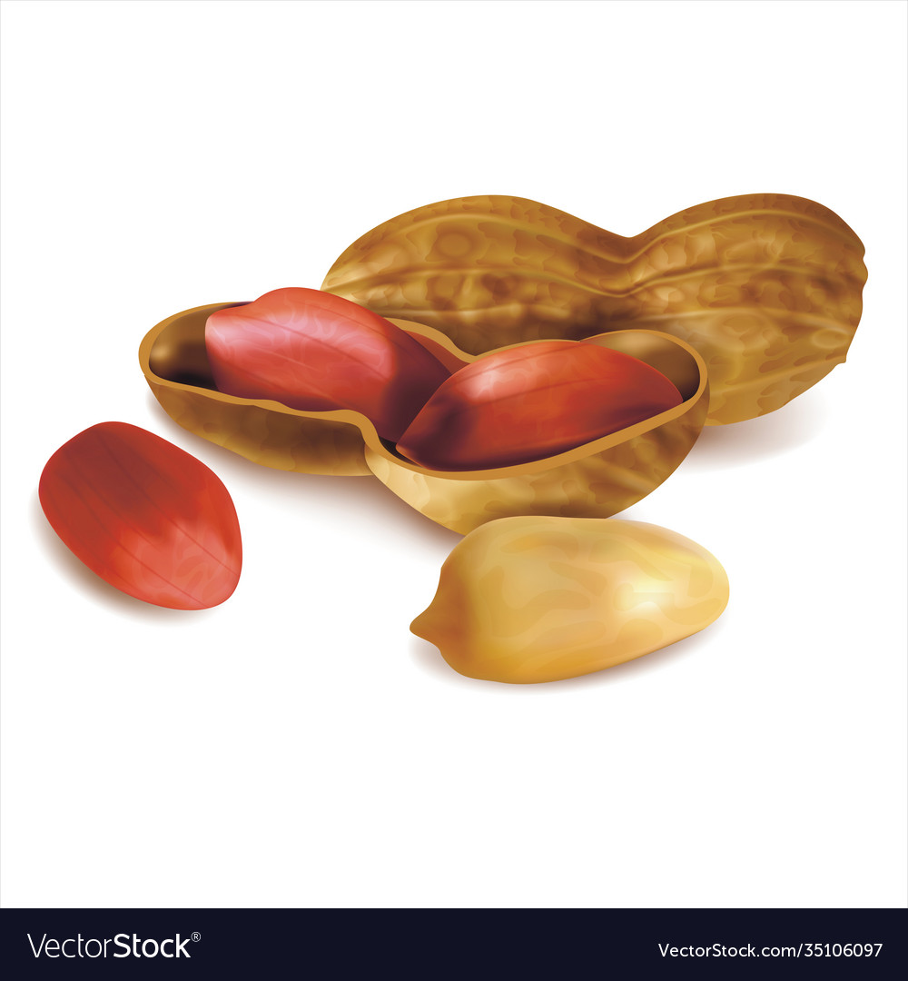 Detailed Peanut in Nutshell Set