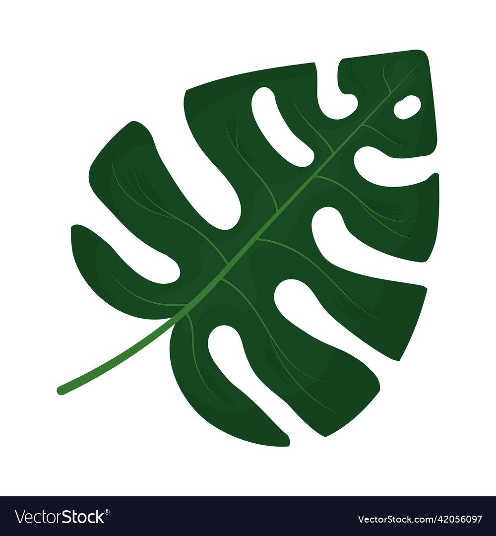 Monstera leaf icon Royalty Free Vector Image - VectorStock