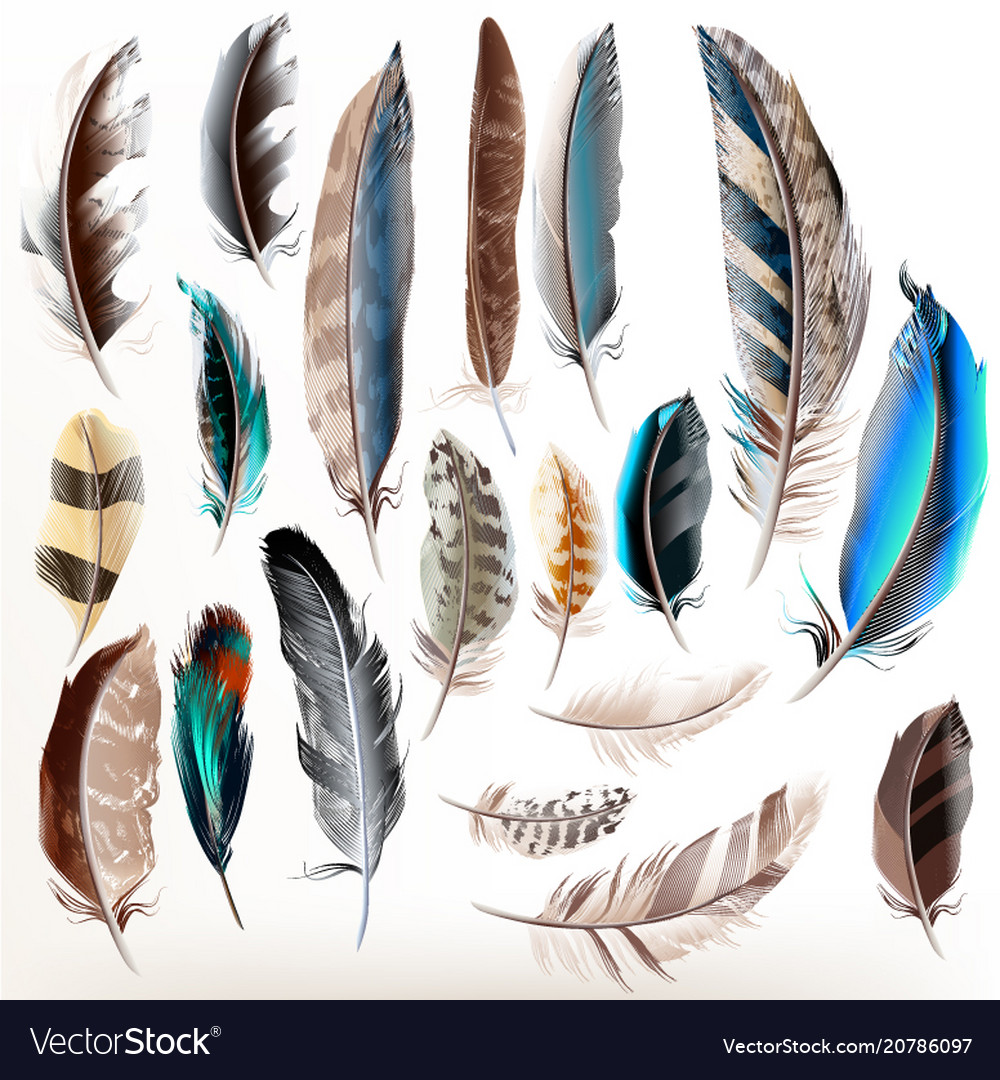 Set of realistic colorful feathers