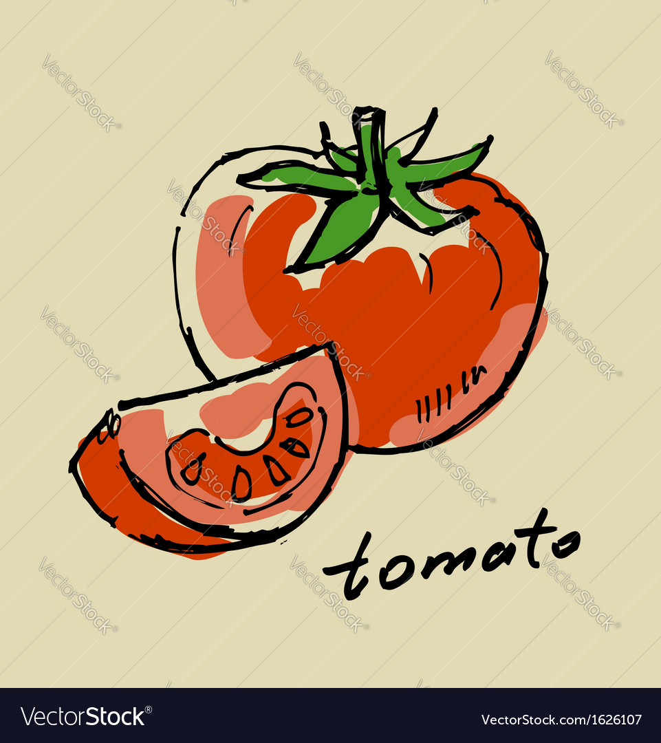 Hand drawn tomato Royalty Free Vector Image - VectorStock