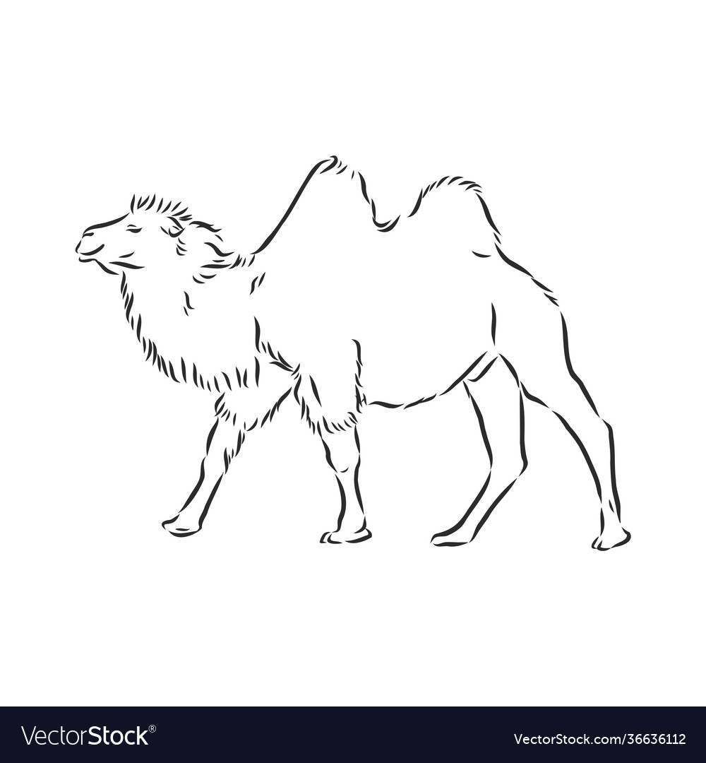 Camel hand drawn can be used separately from