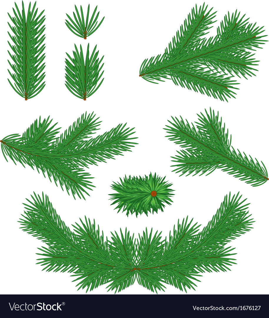 Fir Tree Branches Royalty Free Vector Image Vectorstock Fir Tree Branches Vector Image