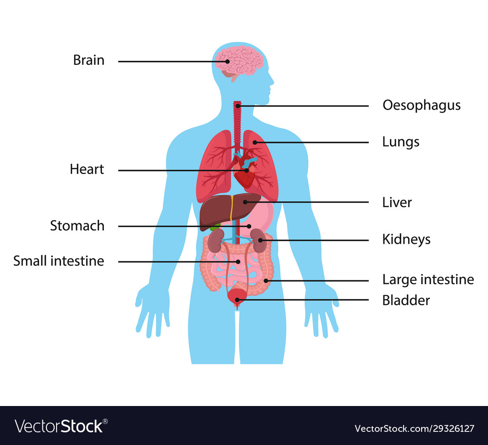 Intarnal organs flat design Royalty Free Vector Image