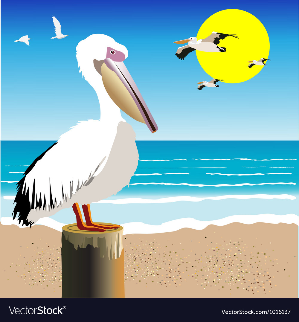 Pelican Watch Royalty Free Vector Image - VectorStock