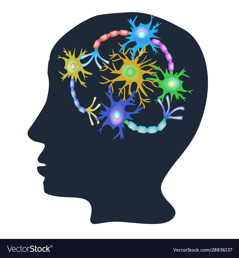 neurons and synapses