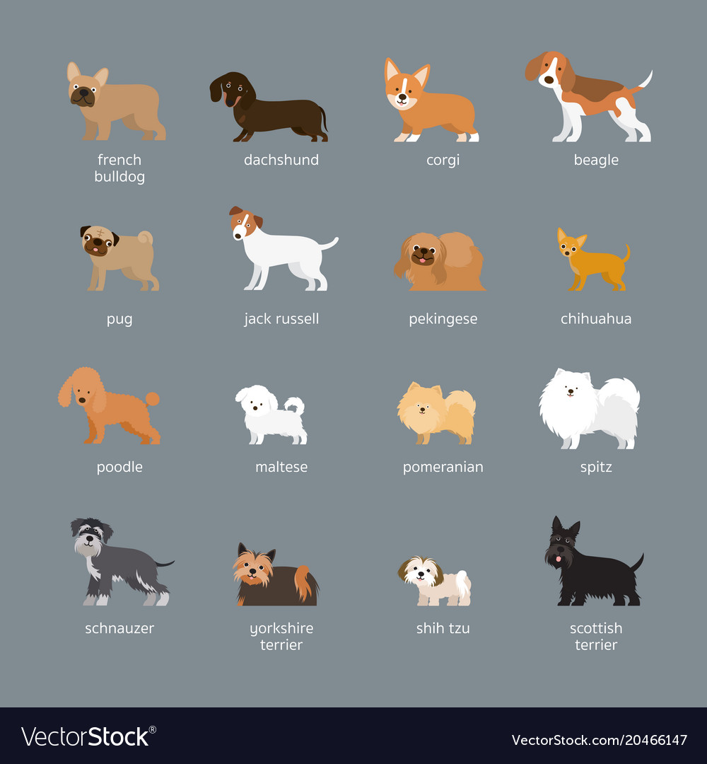 Best small and shop medium dog breeds