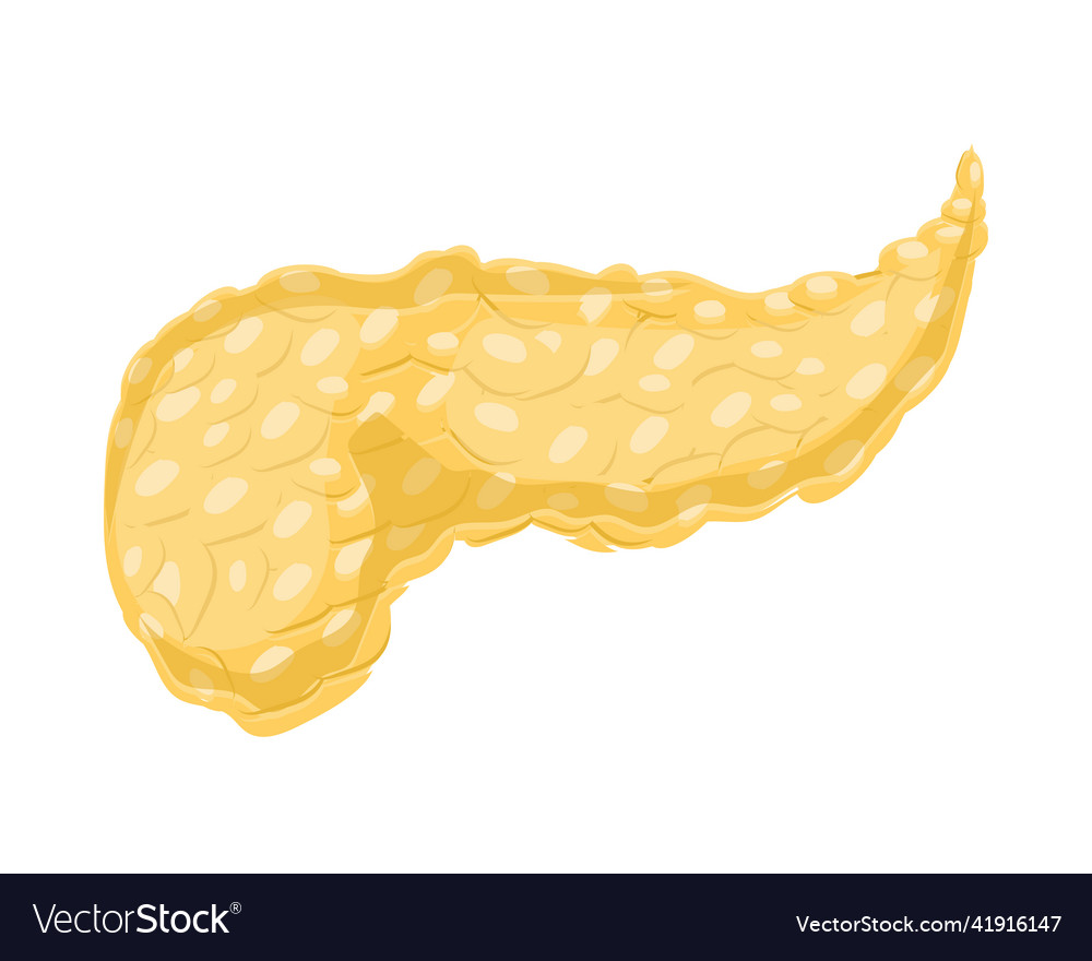 Pancreas human body part