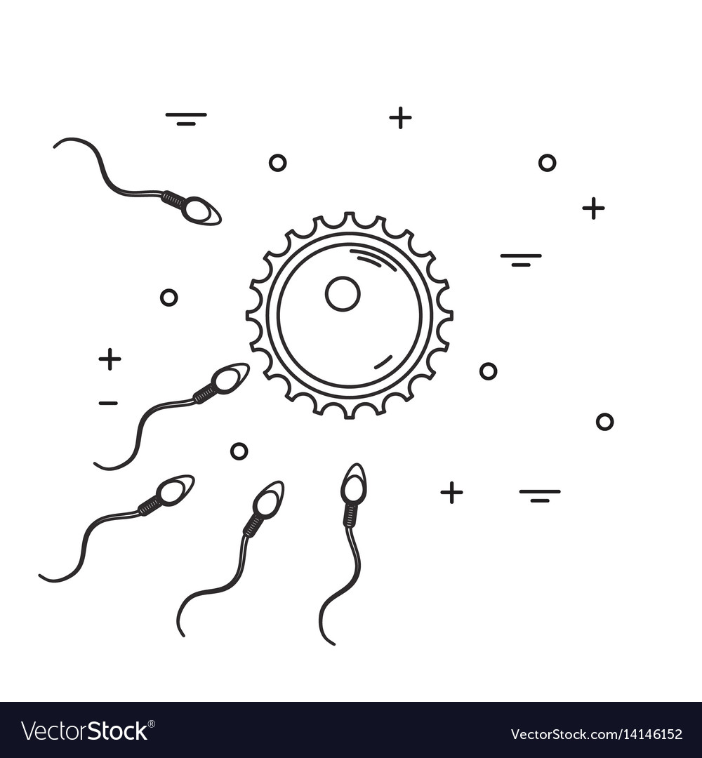 Fertilization Concept With Ovum And Sperm Vector Image