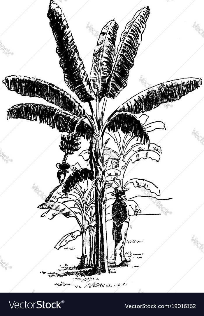 Bearing banana plant vintage Royalty Free Vector Image