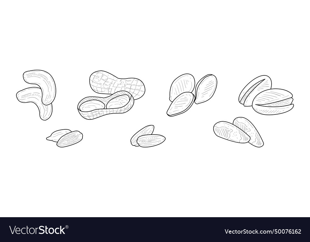 Nuts and kernel with shell hand drawn element