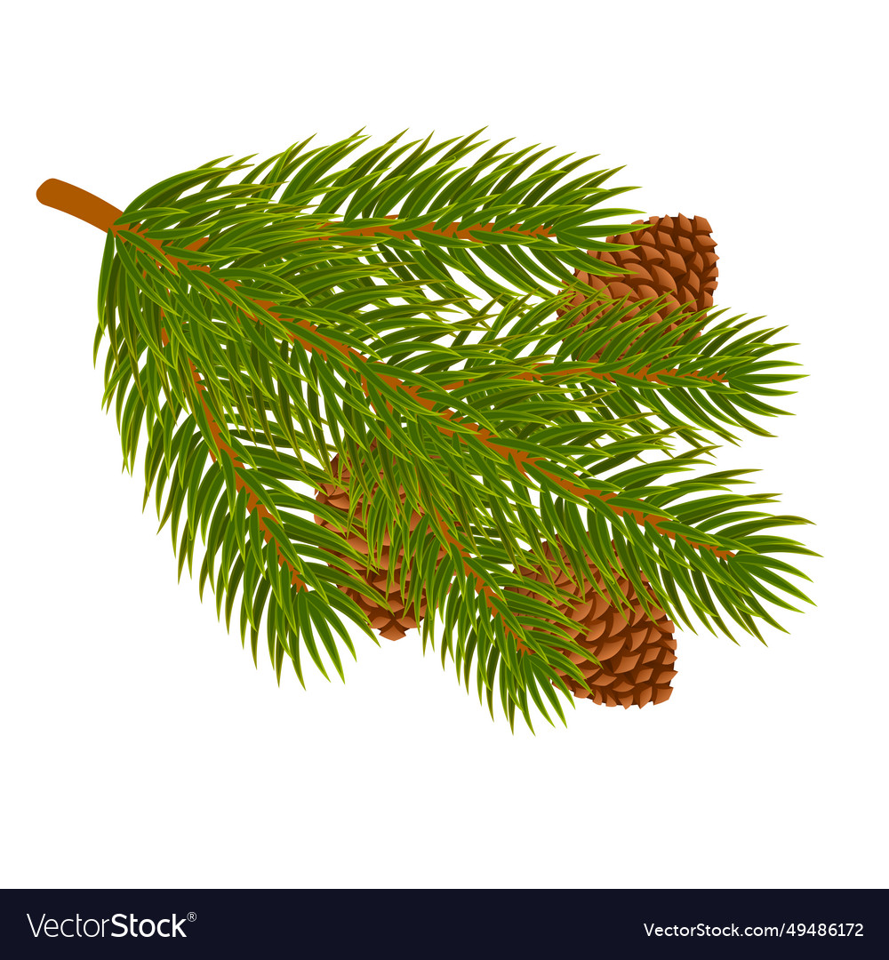 Pine branch with cones realistic