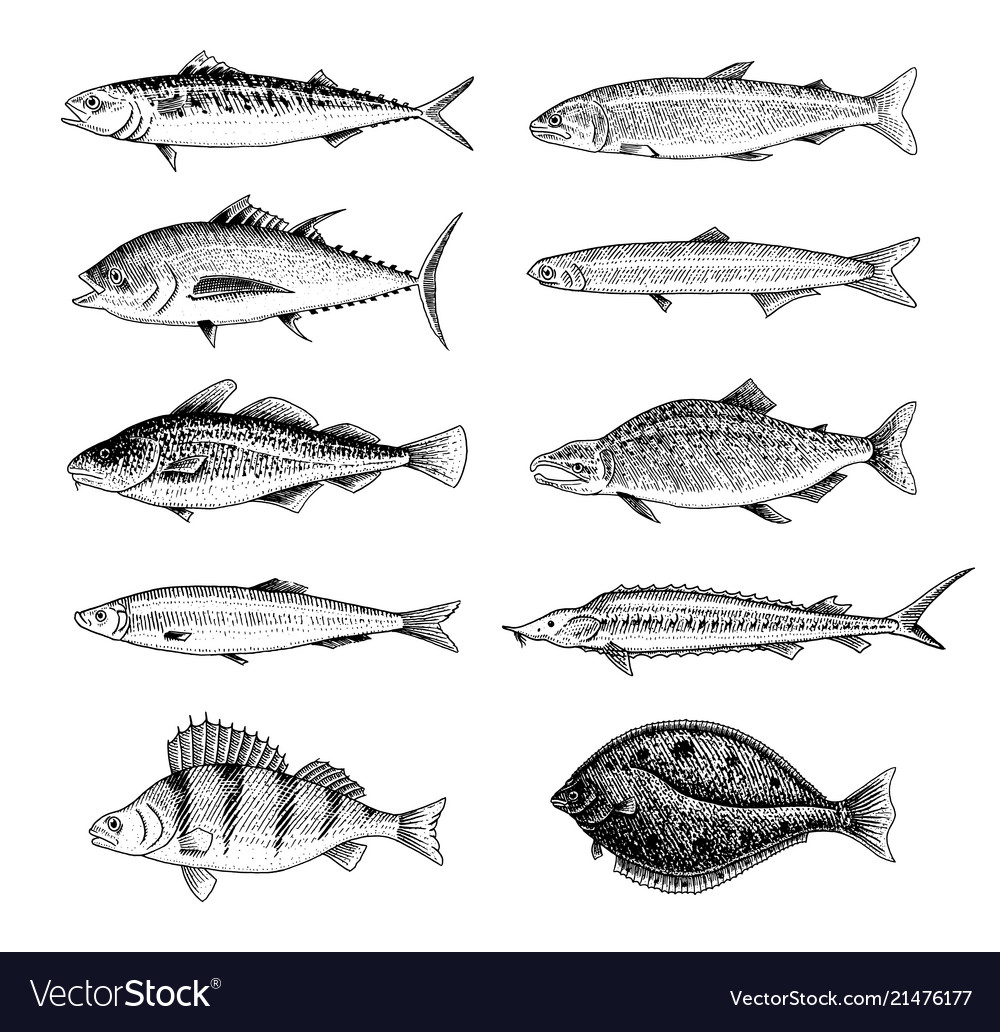 River fish perch or bass seafood for the menu Vector Image