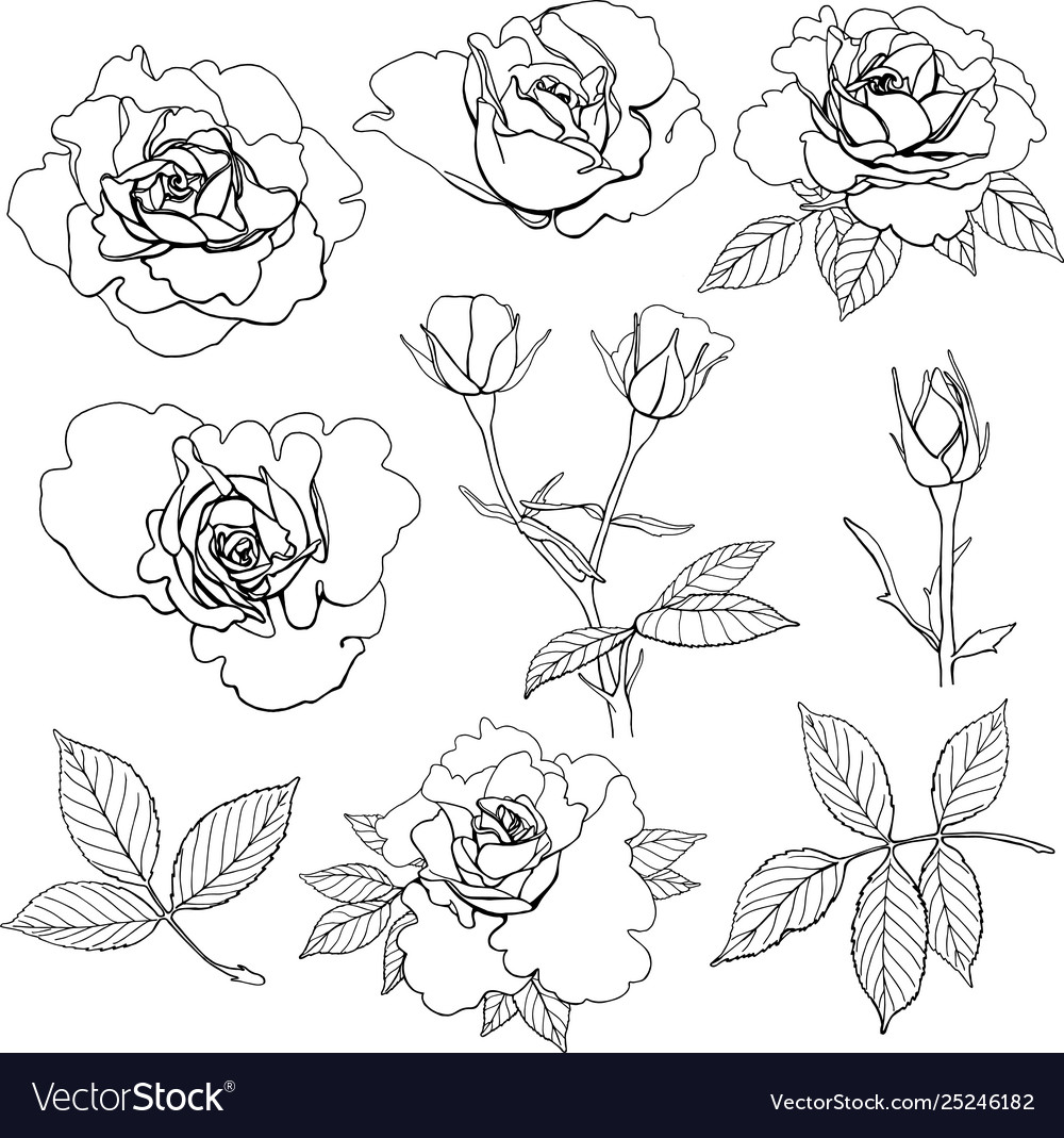 Set roses Royalty Free Vector Image - VectorStock