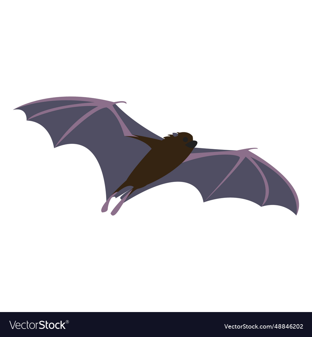 Flat bat fly