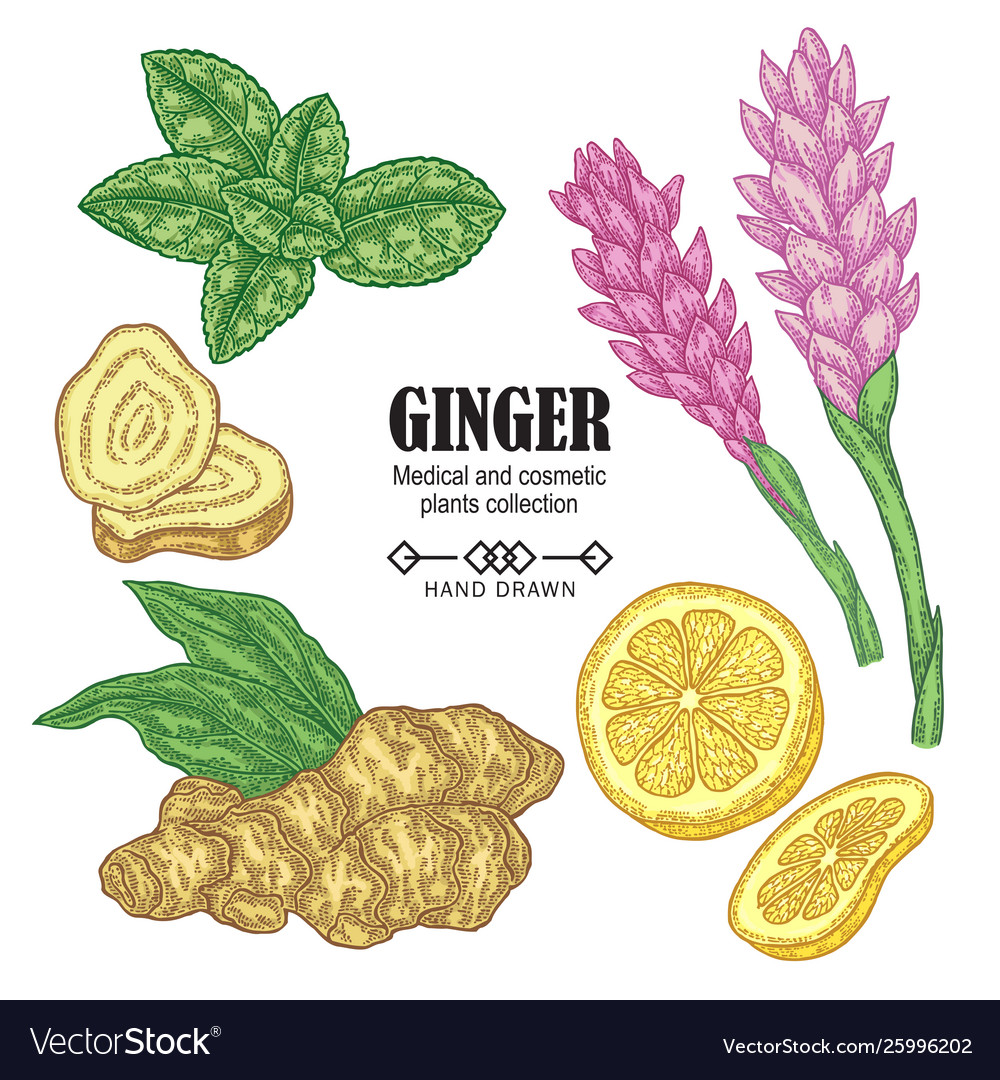 Ginger Plant Set Hand Drawn Ginger Root Flowers Vector Image