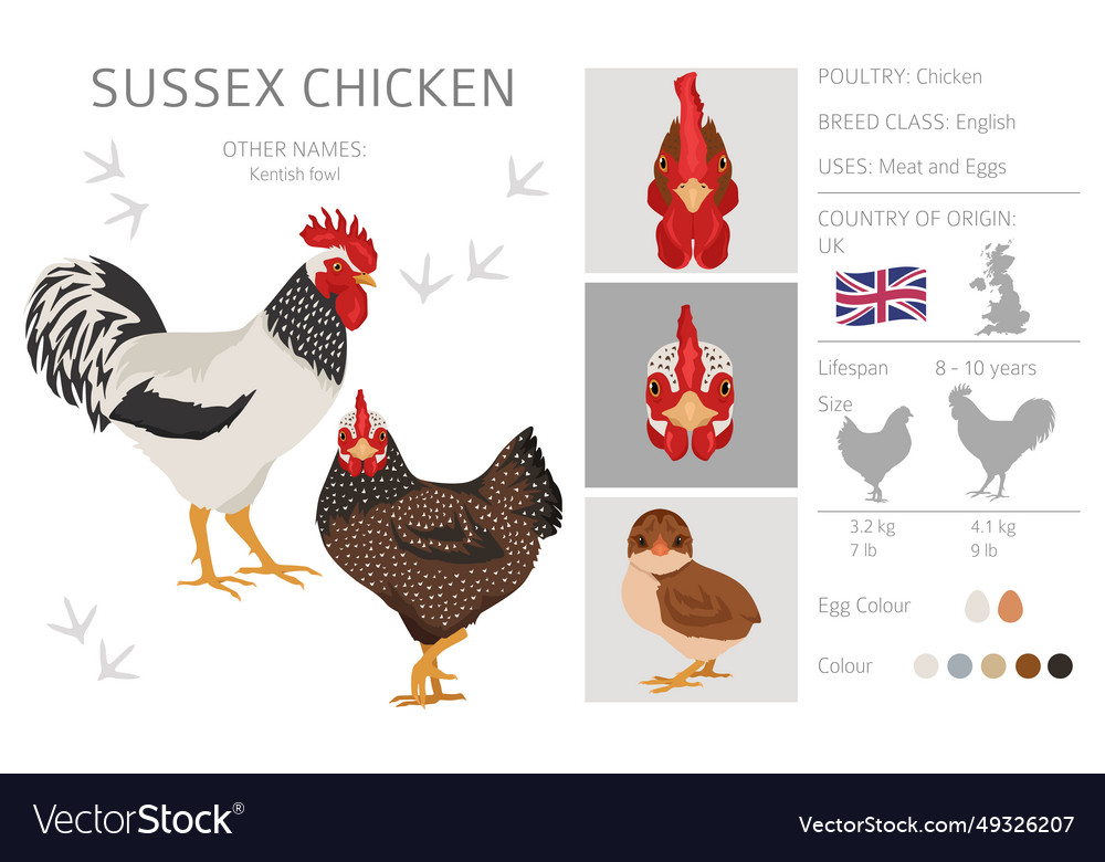 Sussex chicken breeds clipart poultry and farm Vector Image