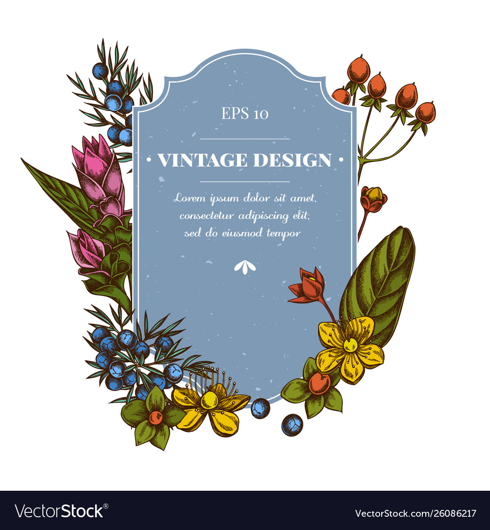 Badge design with colored juniper hypericum Vector Image Badge design with colored juniper hypericum