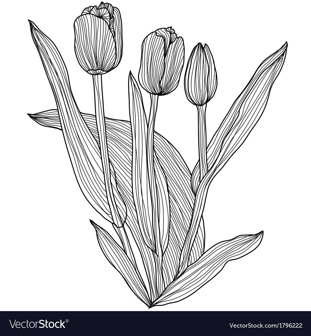 Decorative tulips Royalty Free Vector Image - VectorStock