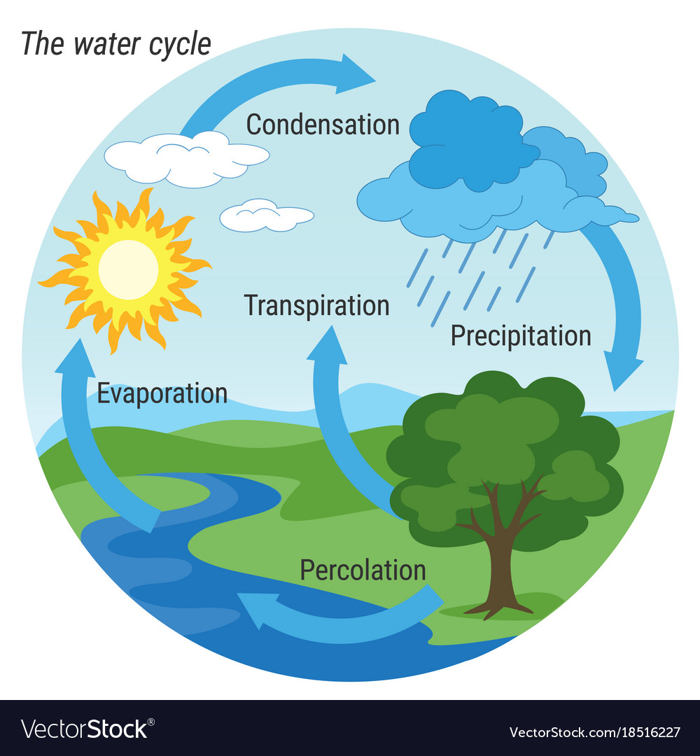 Water cycle colour Royalty Free Vector Image - VectorStock