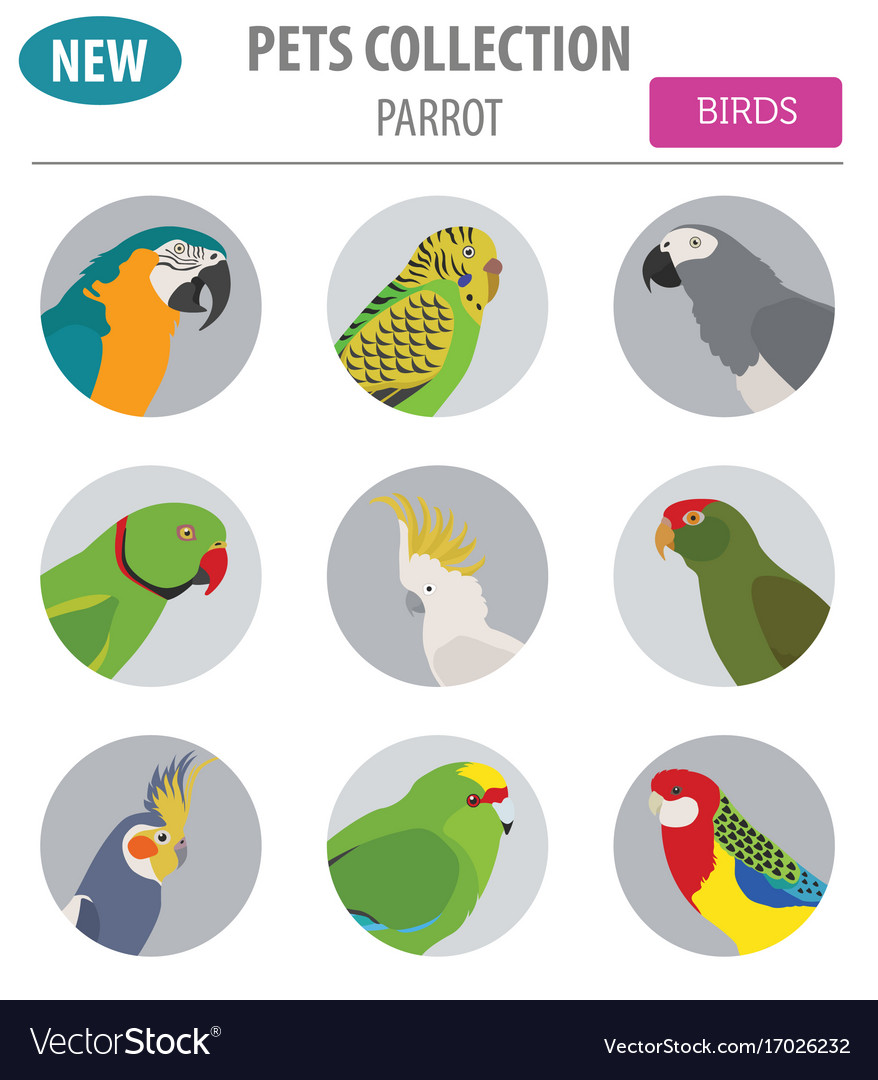 parrot breeds