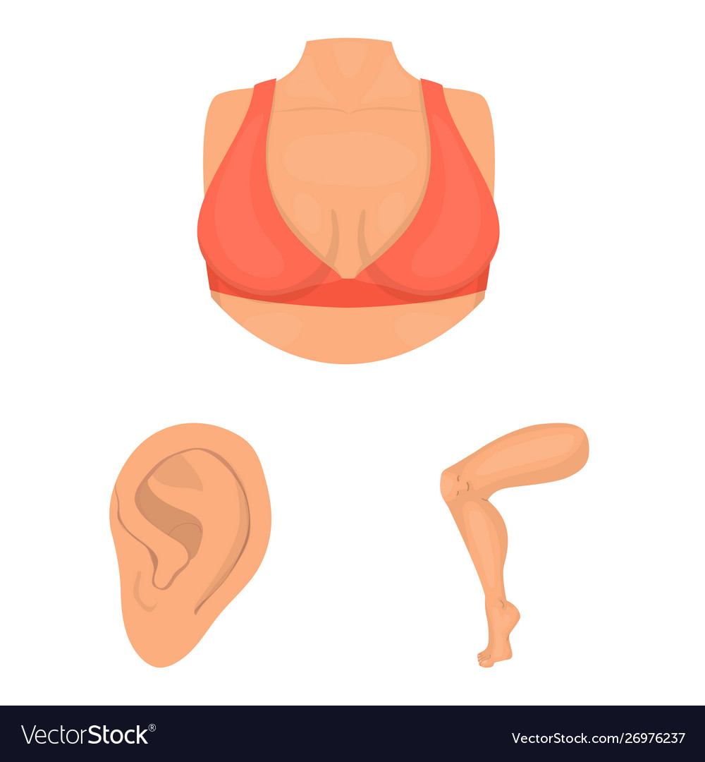 Isolated object body and part icon set vector image Isolated object body and part icon set
