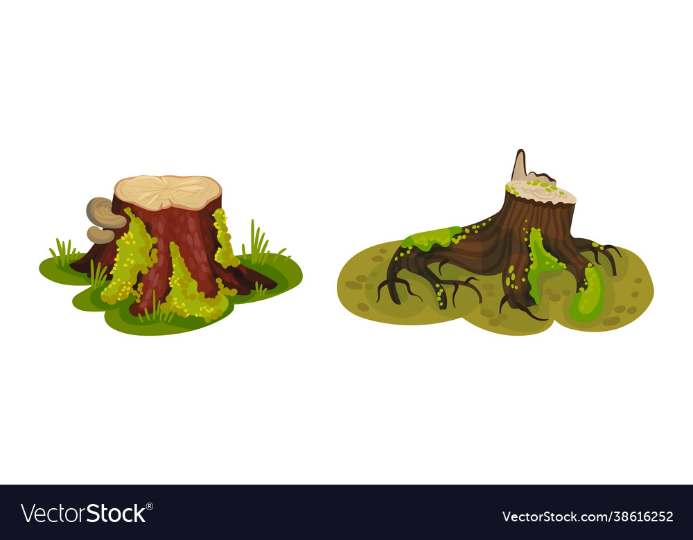 Tree stump as small part trunk with roots