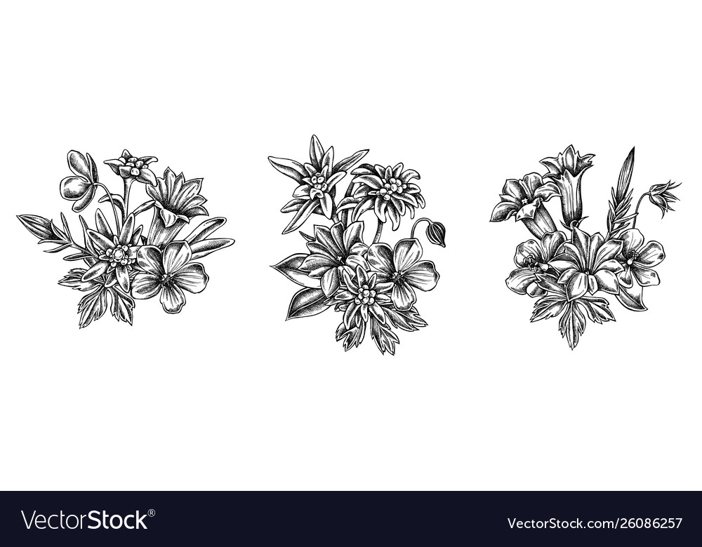 Featured image of post Edelweiss Flower Drawing Edelweiss flower collection royalty free vector image