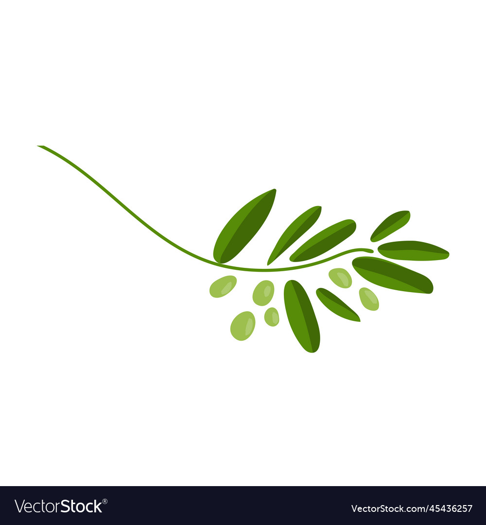 Palm sunday with olive branch