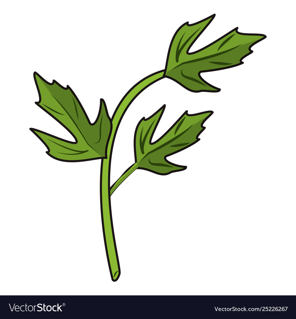 Coriander leaves herbal cartoon Royalty Free Vector Image