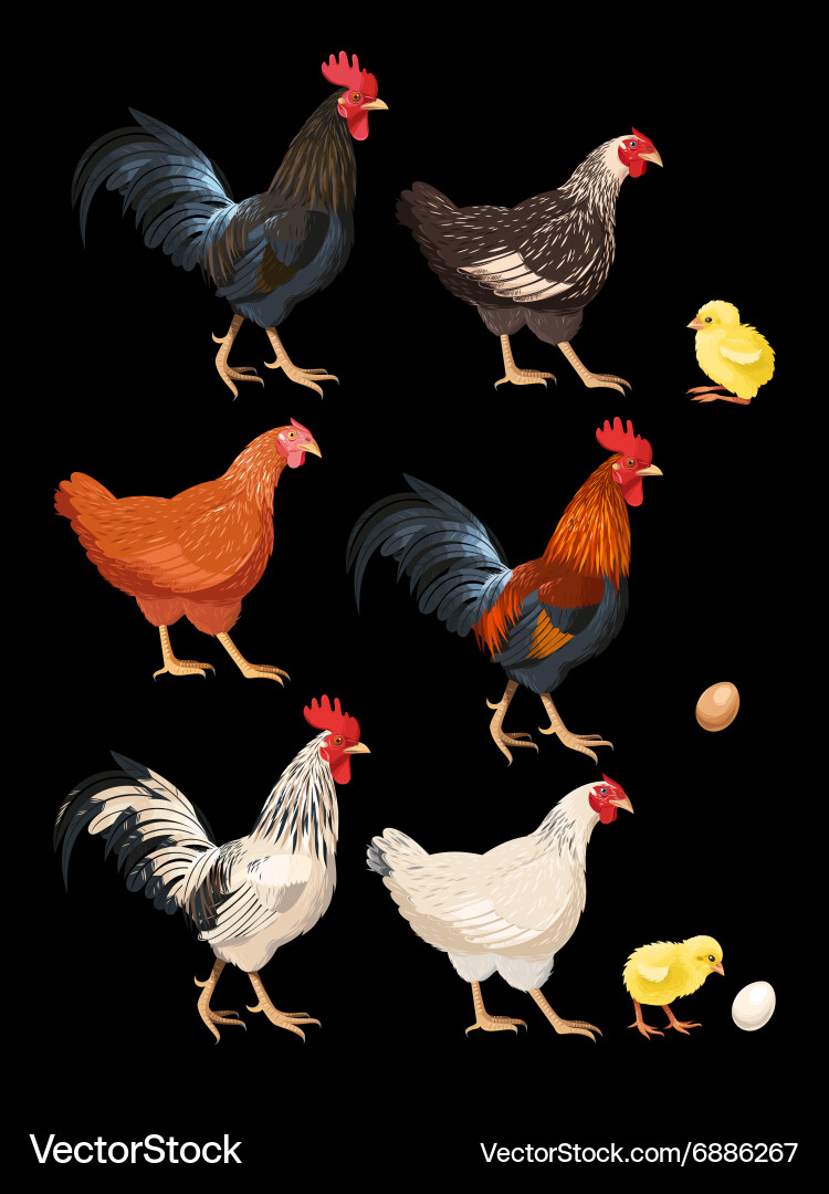 Set chicken Royalty Free Vector Image - VectorStock