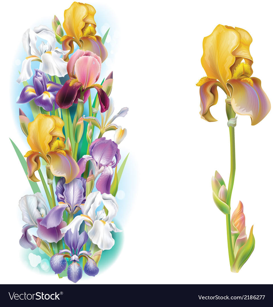 Ирис versicolor virginica setosa. Набор данных ирисы. Набор данных ирисы. Machine learning ирисы. Ирис.