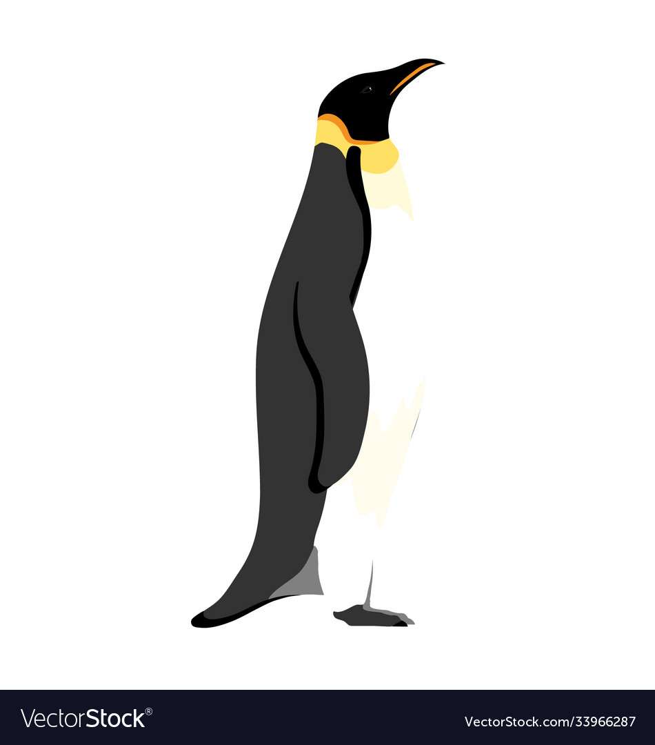 Aptenodytes forsteri - emperor penguin - side view
