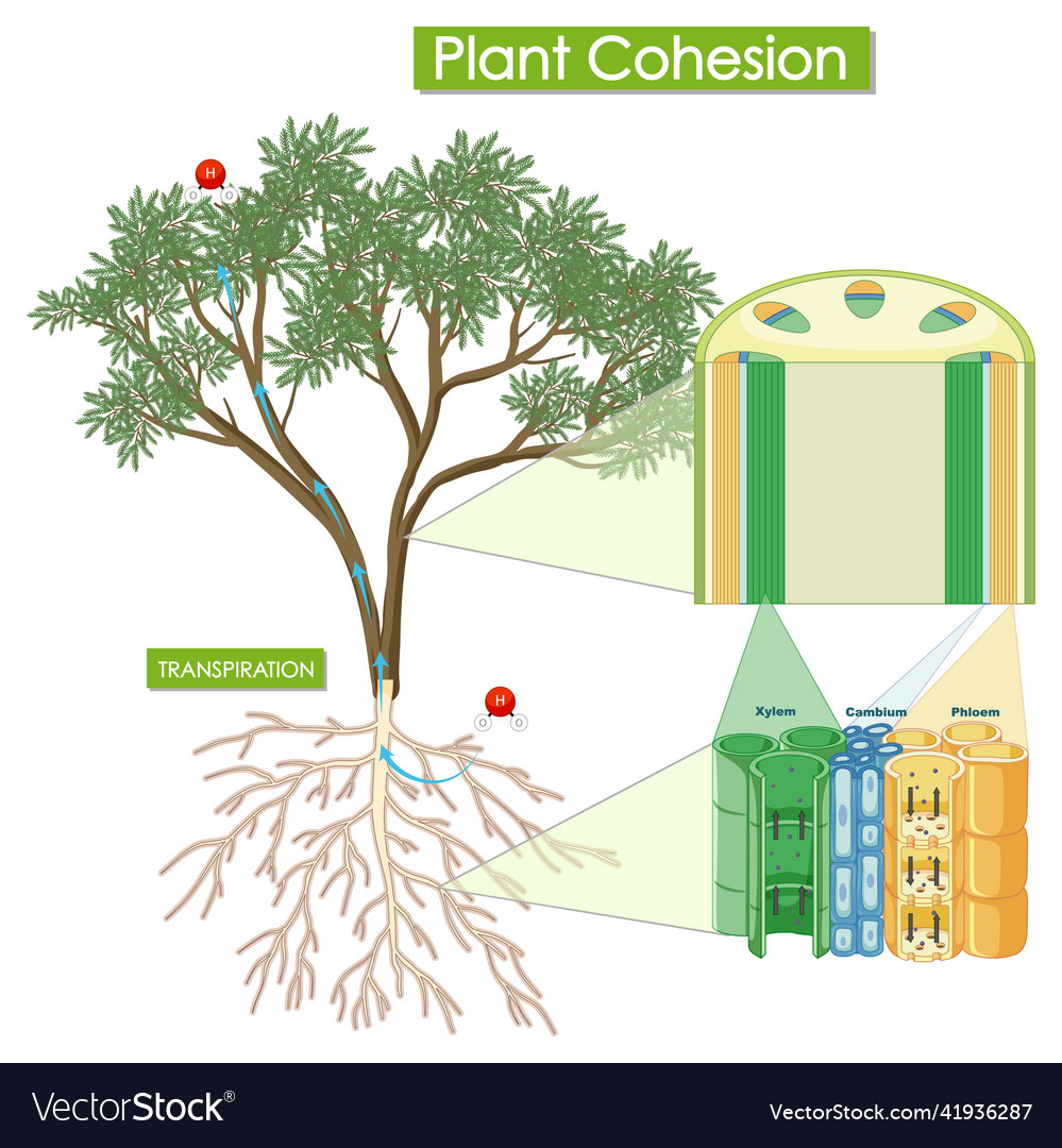 Diagram showing plant cohesion Royalty Free Vector Image