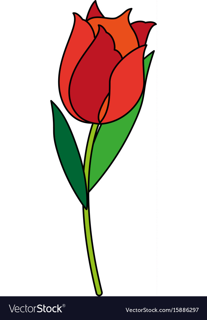 Elegant Red Rose Flower