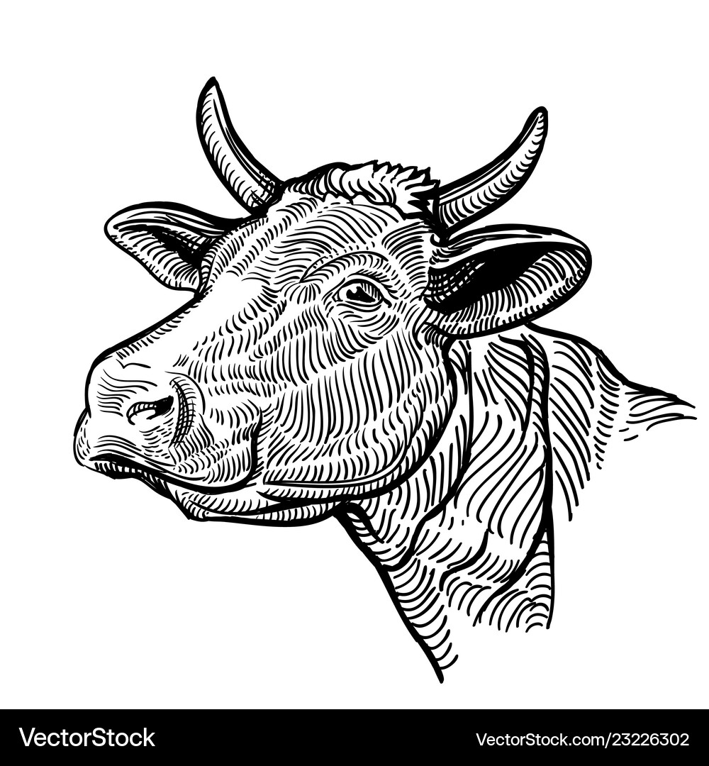 Cow head Royalty Free Vector Image - VectorStock