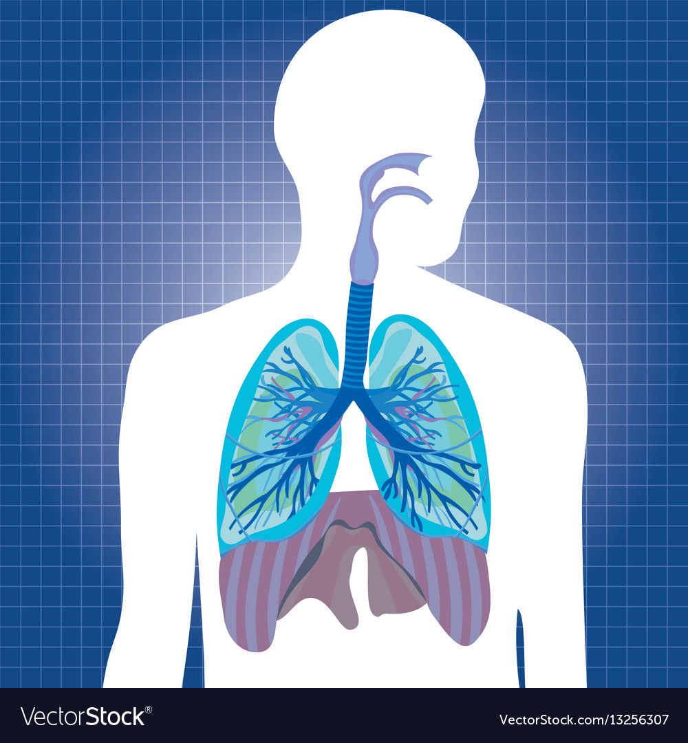 Human system respiratory Royalty Free Vector Image