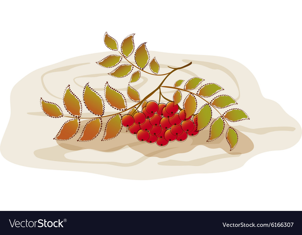 Red rowan on a background of tree eps10